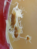  Spot Supply Yellow Vaseline Industrial Lubricating Oil, Cosmetic Hand Cream, Lubricant Textile, White Vaseline Wholesale